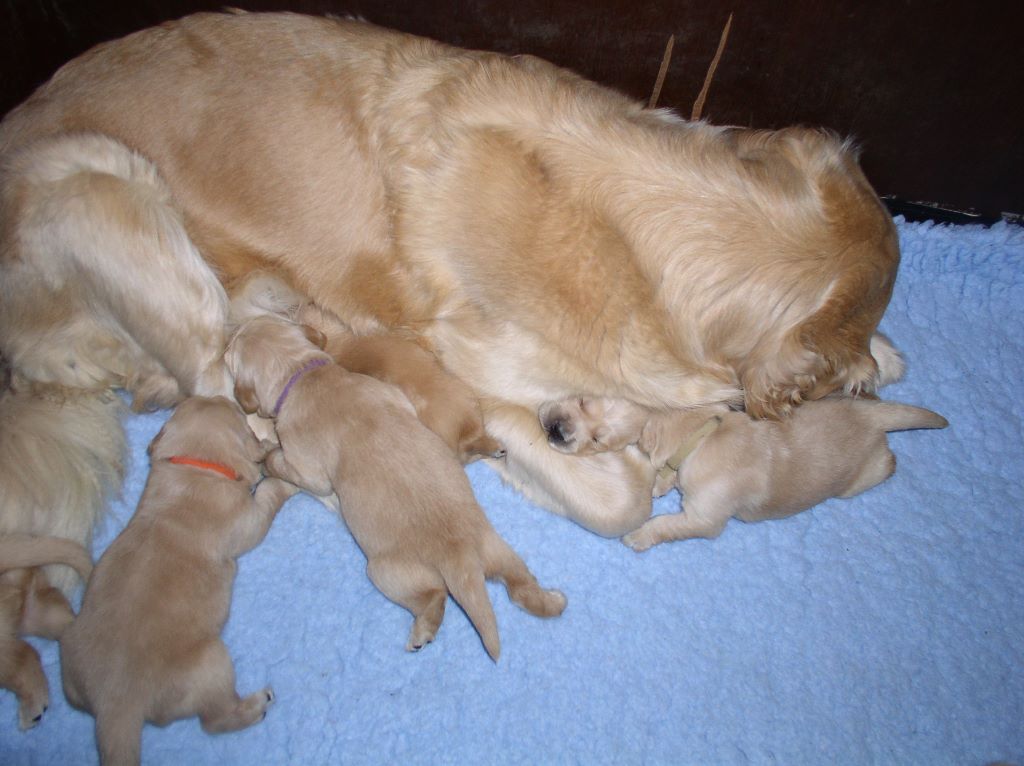 de Joyenval - naissance des chiots de Ch Idole I de Joyenval