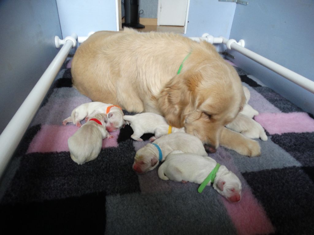 chiot Golden Retriever de Joyenval