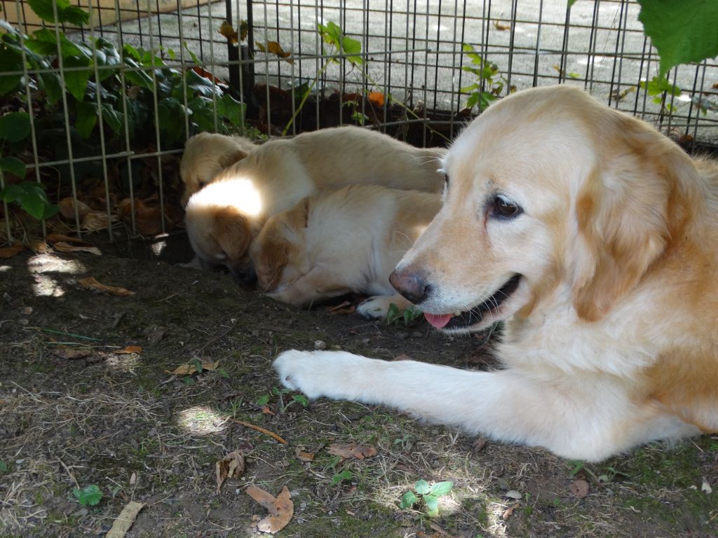 de Joyenval - Chiot disponible  - Golden Retriever