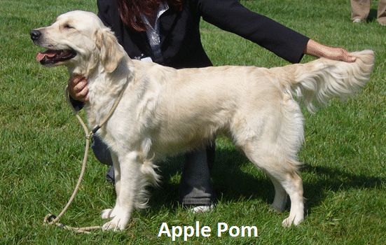 TR. CH. Apple pom de Joyenval