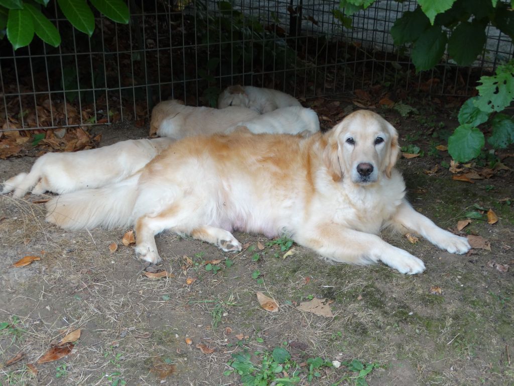 enfin une portée de Golden dorée