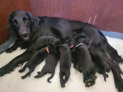 Chiot Flat Coated Retriever de Joyenval