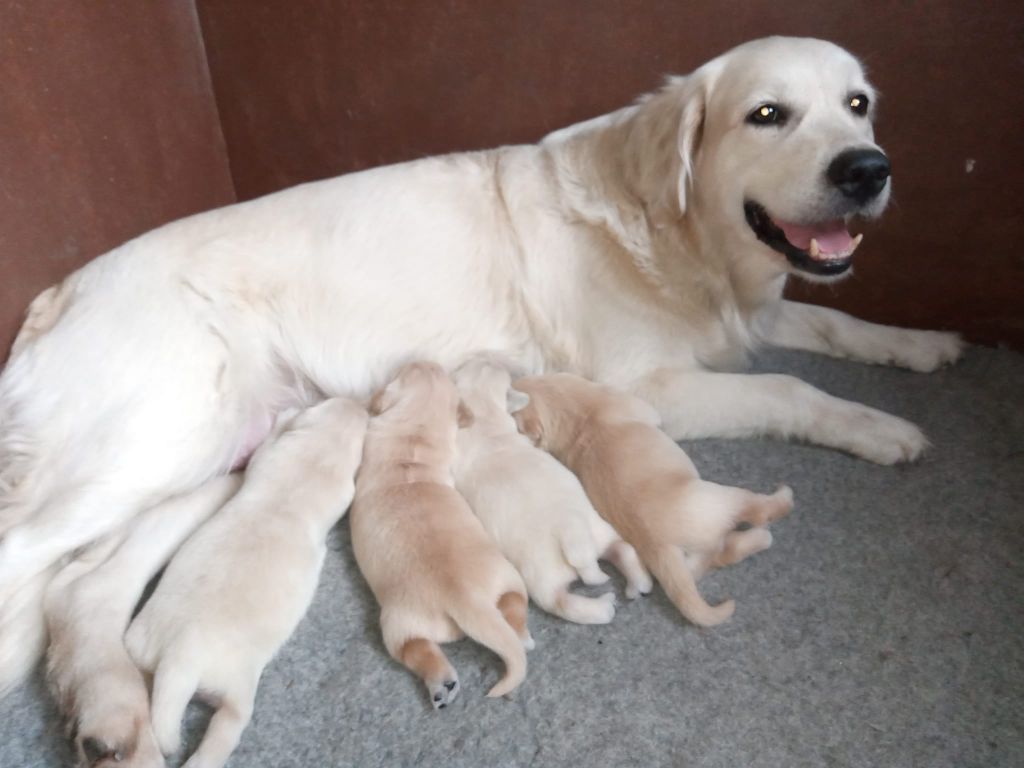 de Joyenval - Golden Retriever - Portée née le 15/10/2021